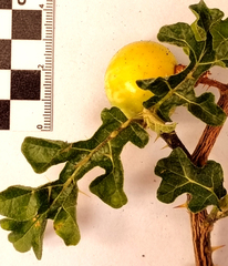 Solanum linnaeanum