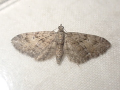 Eupithecia pusillata
