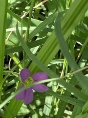 Oxalis latifolia