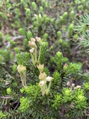 Phyllodoce glanduliflora