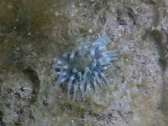 Urticina felina