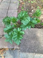 Acanthus mollis