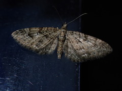 Eupithecia pusillata