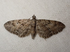 Eupithecia pusillata