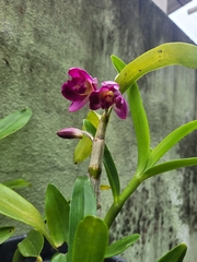 Dendrobium nobile