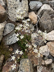 Saxifraga bronchialis