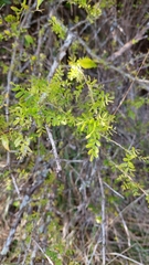 Geoffroea decorticans