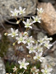 Saxifraga bronchialis