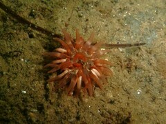 Urticina felina