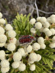 Trichostetha capensis capensis