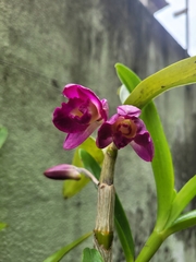 Dendrobium nobile