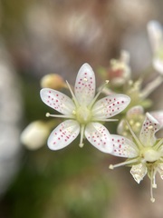 Saxifraga bronchialis