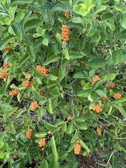 Citharexylum berlandieri