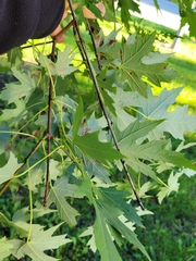 Eriophyes aceris