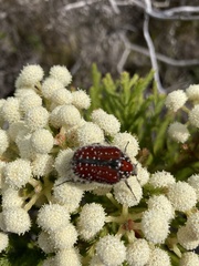 Trichostetha capensis capensis