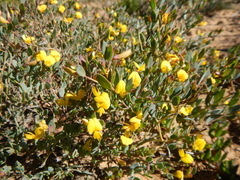 Rafnia diffusa