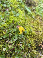 Erythranthe caespitosa