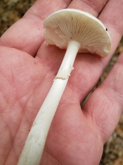 Amanita virosa