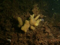 Halichondria panicea