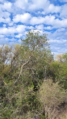 Aspidosperma quebracho-blanco
