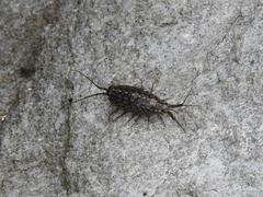 Ligia exotica