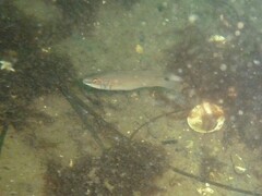 Ctenolabrus rupestris