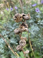 Alcea rosea