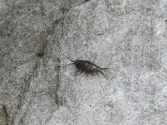 Ligia exotica