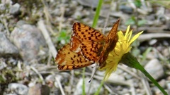 Boloria aquilonaris