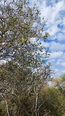 Aspidosperma quebracho-blanco