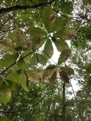 Magnolia macrophylla