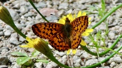 Boloria aquilonaris
