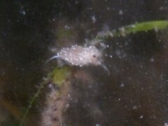 Facelina bostoniensis