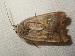 Noctua janthina