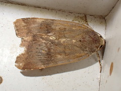Noctua janthina