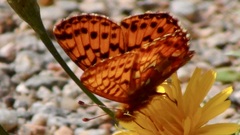 Boloria aquilonaris