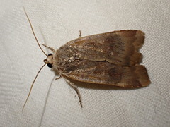 Noctua janthina
