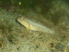 Neogobius melanostomus