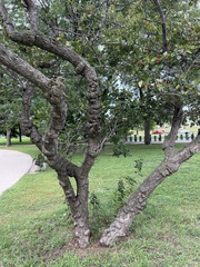 Crataegus mollis