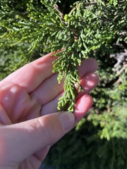 Cupressus