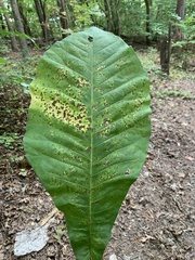 Magnolia macrophylla