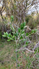 Aspidosperma quebracho-blanco