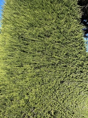 Cupressus