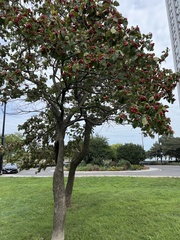 Crataegus mollis
