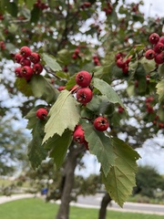 Crataegus mollis