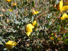 Rafnia diffusa