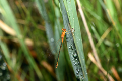 Ischnura pumilio