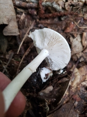 Amanita virosa