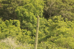 Melanerpes chrysogenys