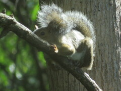 Sciurus carolinensis